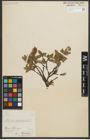 Foto von Salix myrsinites L.